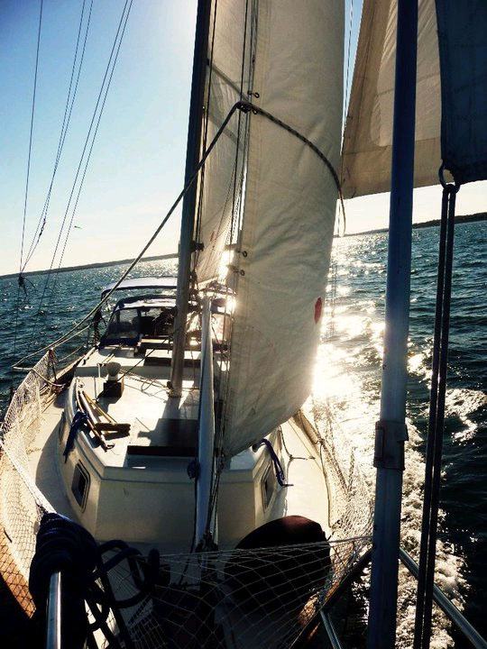 Seabird sailing